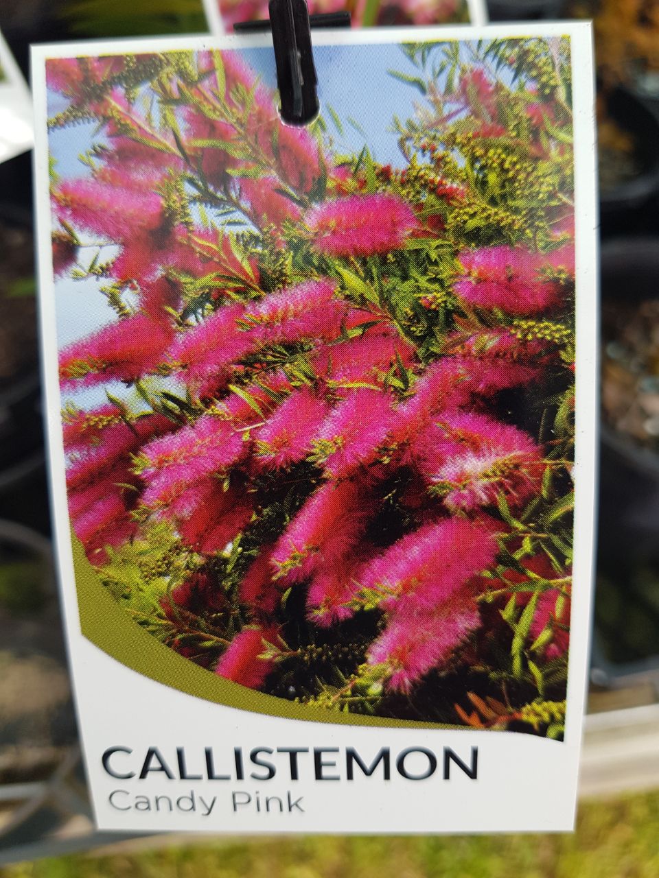 Callistemon - Candy Pink - One Red Hill